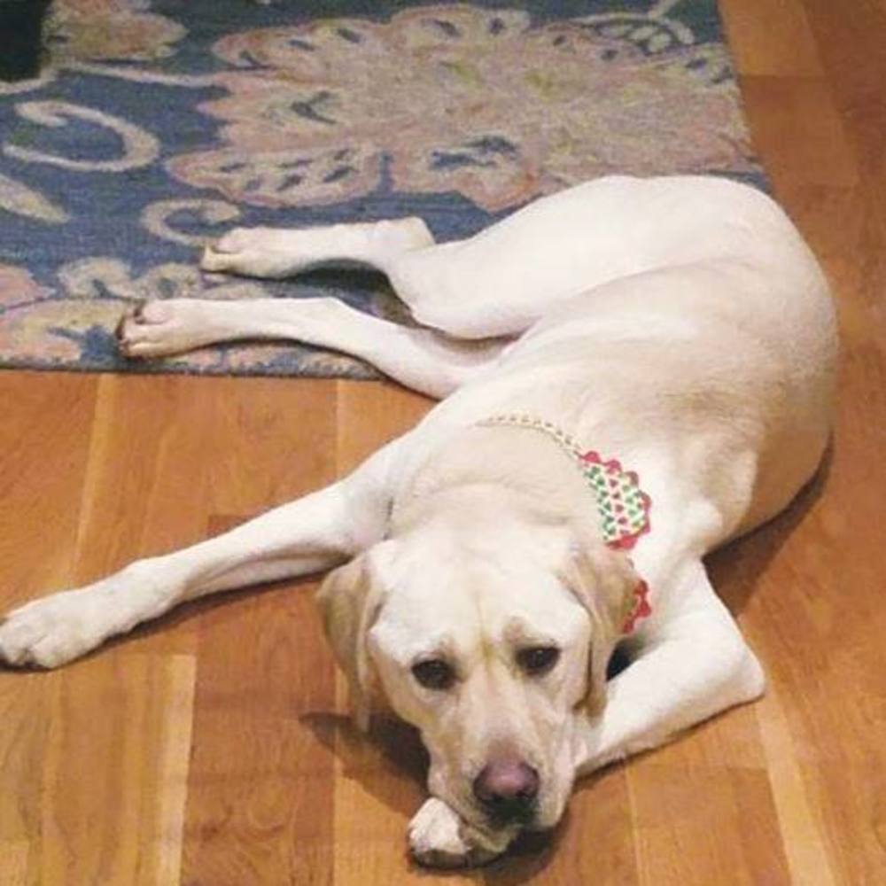 Meet your Posher, Anne marie rains